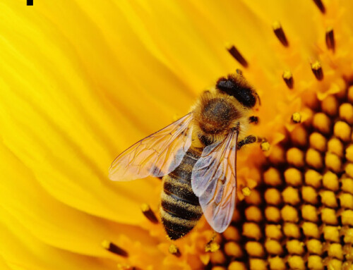 Pyłek pszczeli